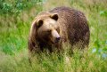 В национальном парке «Онежское Поморье» завершился весенне-летний учёт бурого медведя
