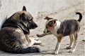 В Северодвинске подвели итоги акции «Сделай подарок бездомному животному»