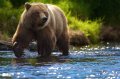 Медведи Кенозерского национального парка активно накапливают жир перед зимней спячкой 